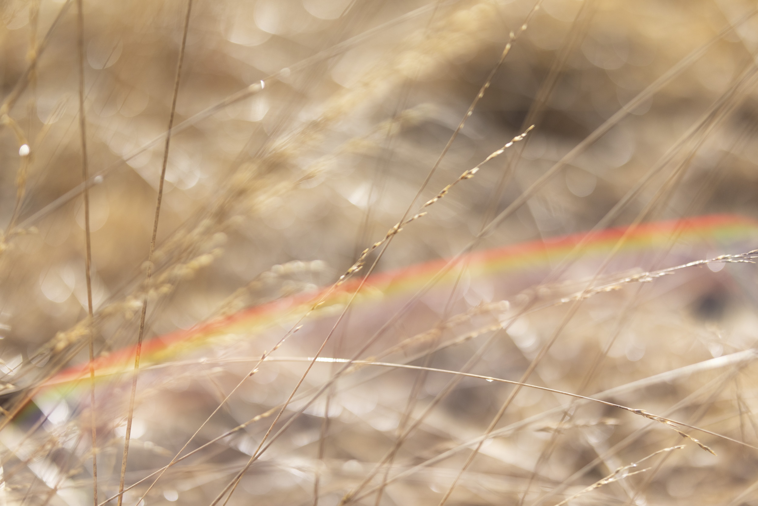 Sigma 56mm F1.4 DC DN Contemporary image gallery: close up of grass blades, lens flare present