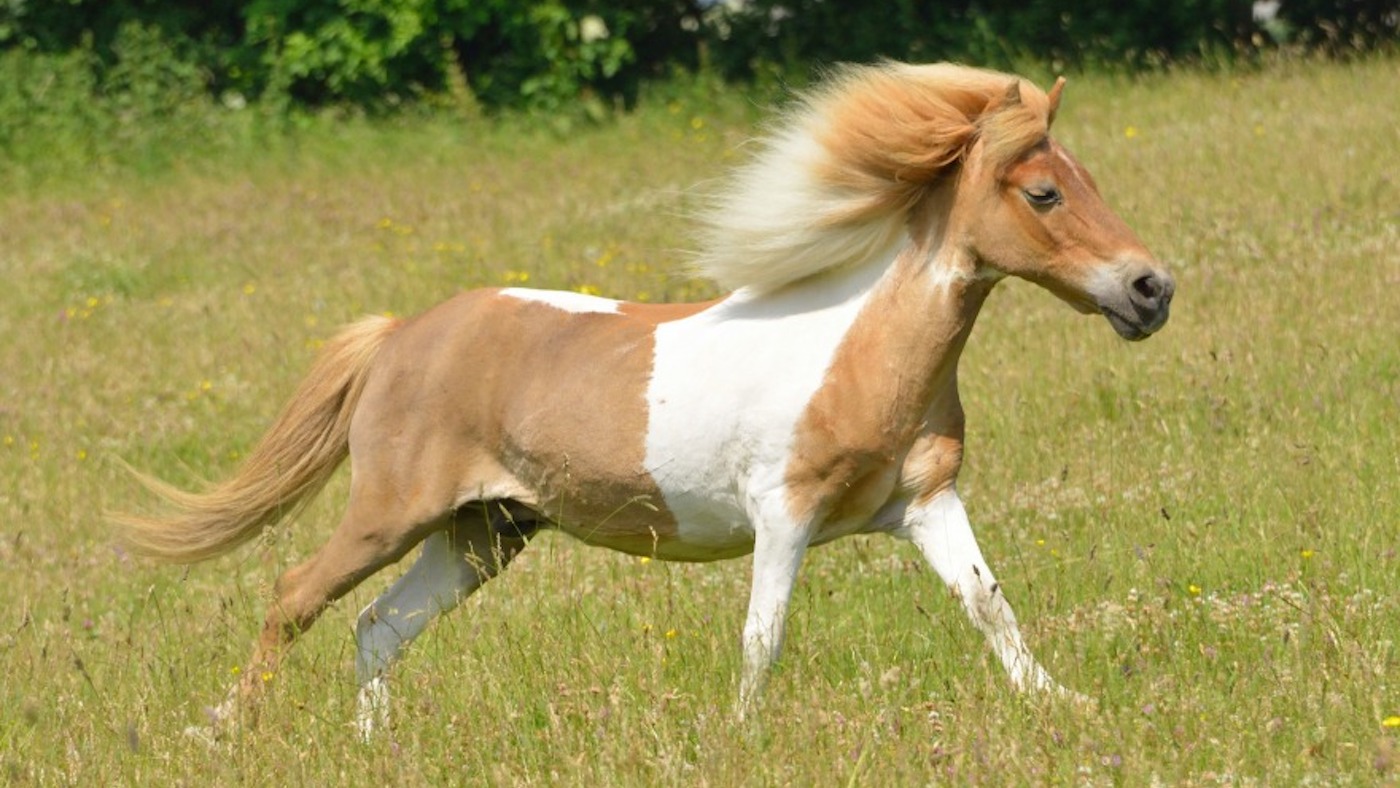 Shetland pony The Horse Trust
