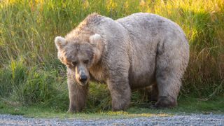 Holly bear, Fat Bear Week