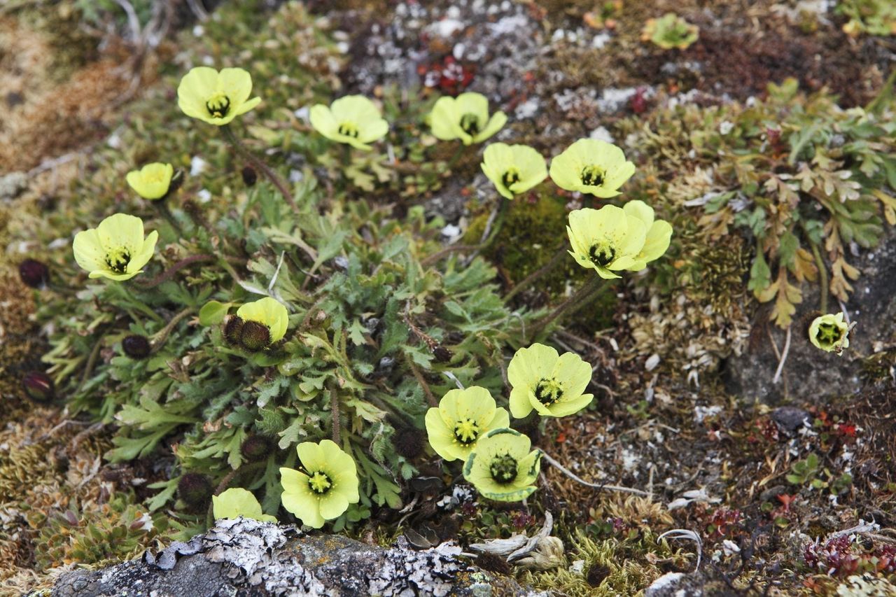 Small Yellow Iceland Poppy Flowers