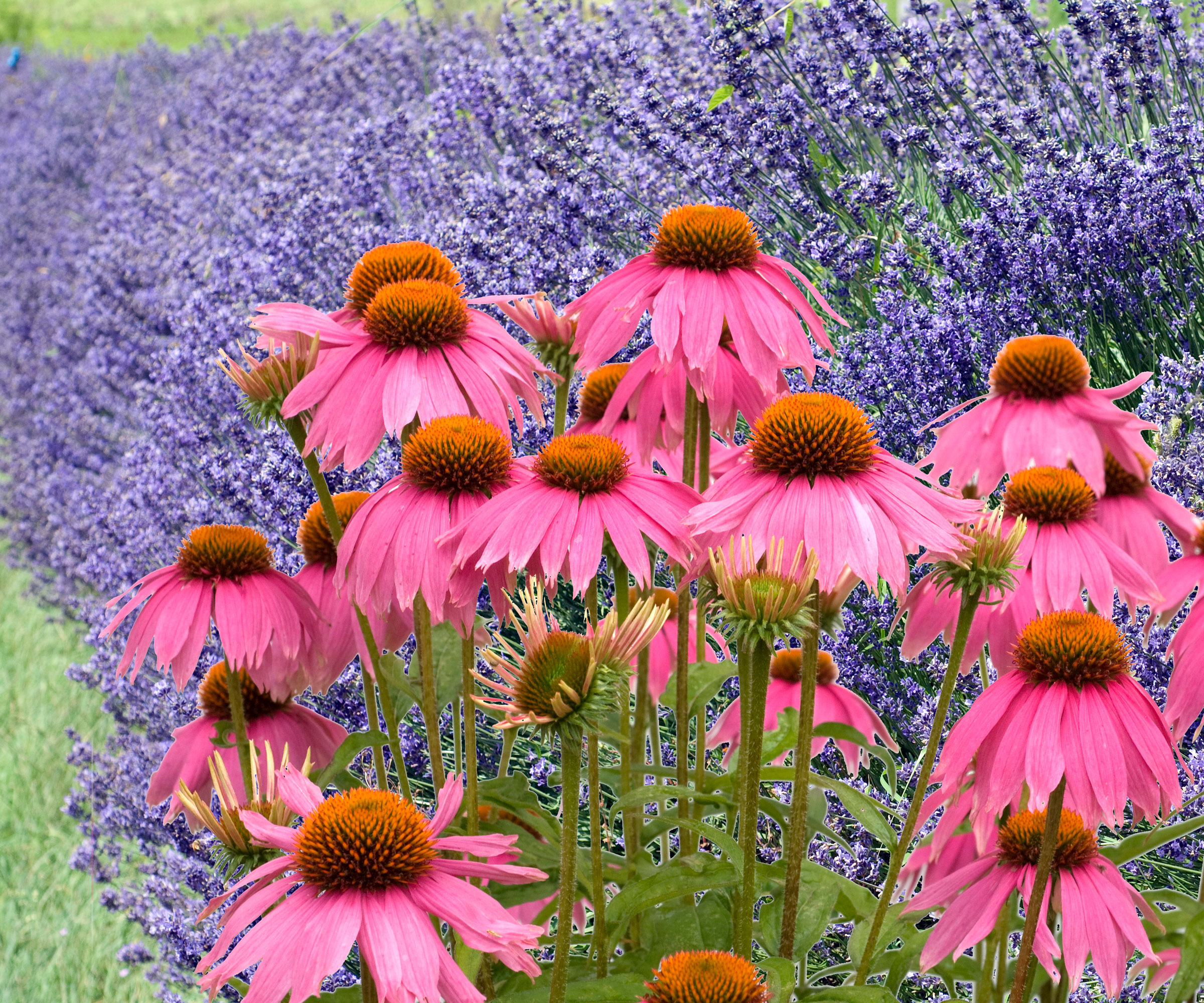 lavender and coneflower plants in border
