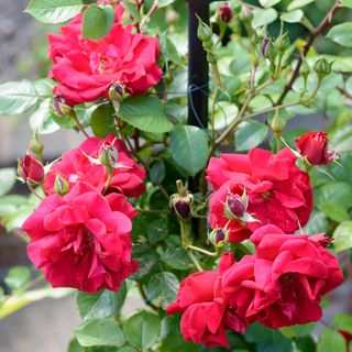 pruning roses and perennials that have died