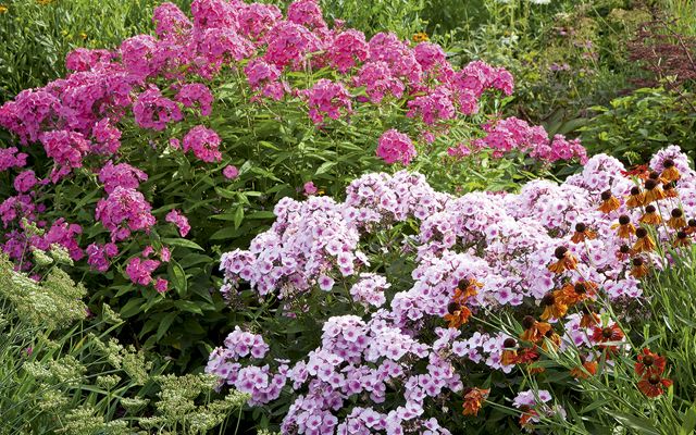 how to grow border phlox