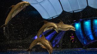 Ayrton lights up the Georgia Aquarium's new dolphin show.