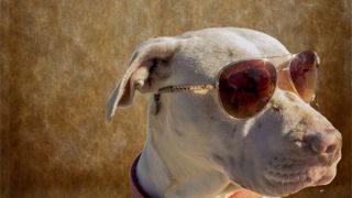 Albino dog wearing sunglasses