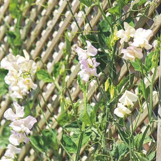 White sweet pea flowers growing on trellis in garden