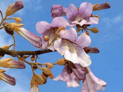 Pruple Flowering Royal Empress Tree