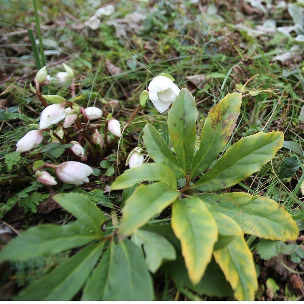 hellebore leaves