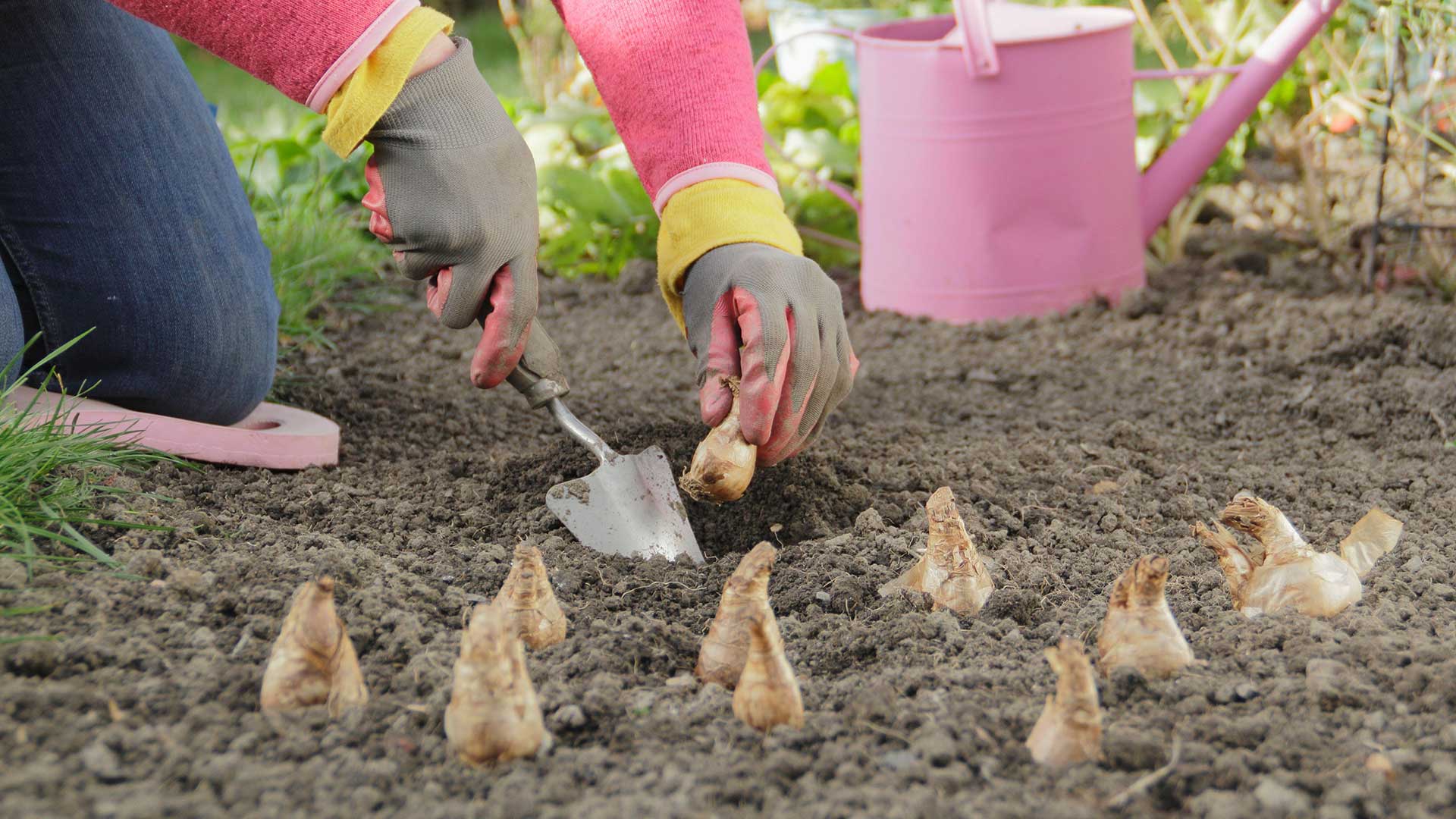 planting daffodil bulbs