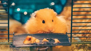 Hamster in cage