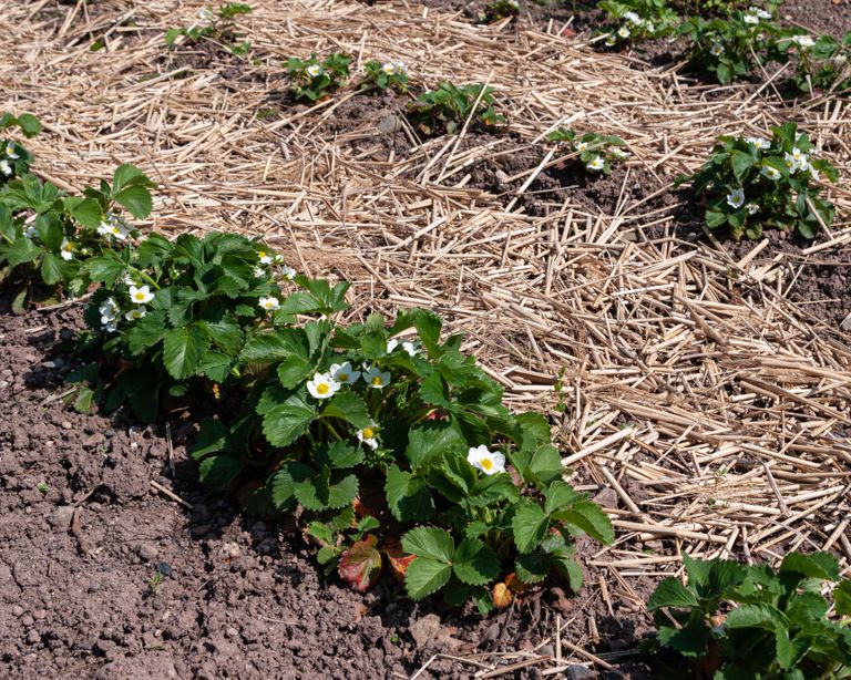strawberry plants planted in a row surrounded by straw mulch