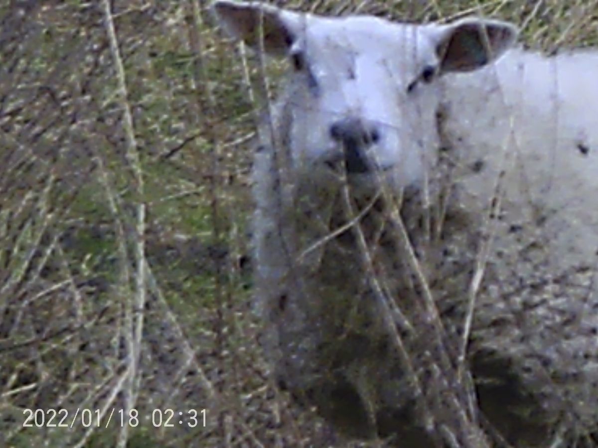 Sample images from the Camonity 12x32 binoculars