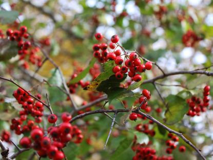 Red Berried Bush