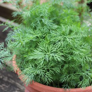 Dill in pot close up