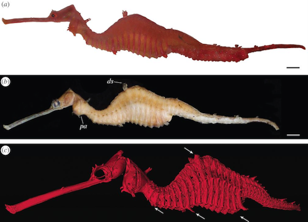New Sea Dragon Species Flaunts Ruby-Red Skin | Live Science