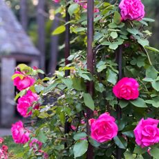 climbing rose with pink flowers