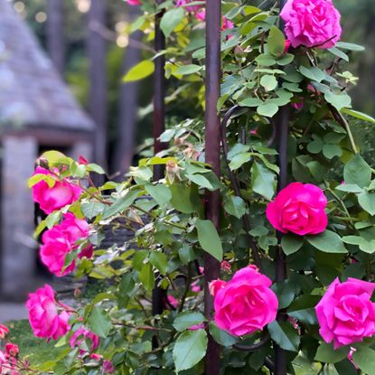 climbing rose with pink flowers