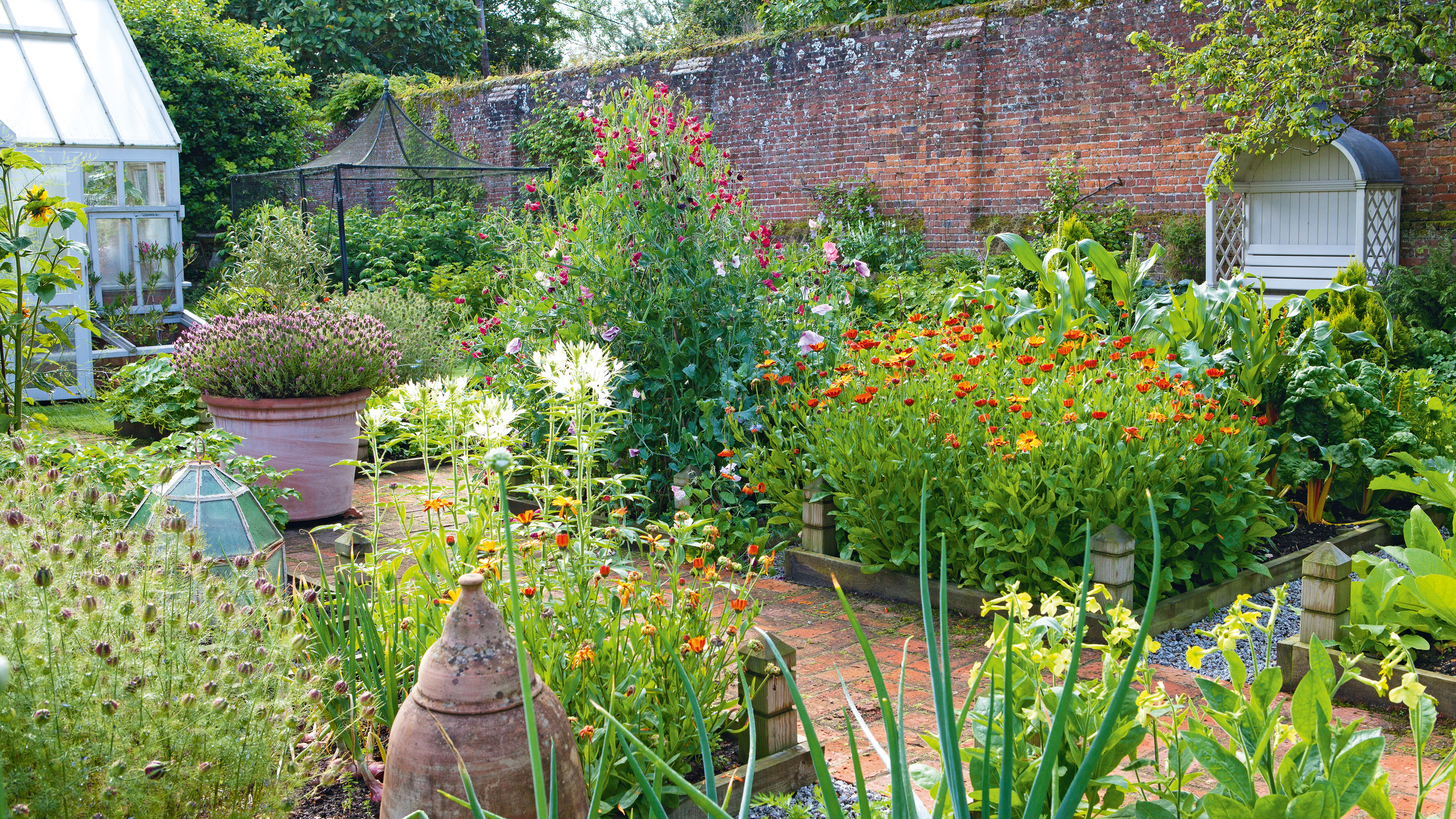 5 Tips to Grow Stunning Strawflowers in Your Kitchen Garden