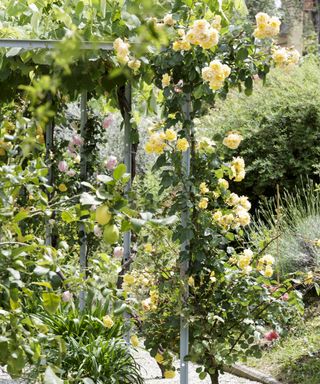Climbing roses trained to grow up a metal pergola