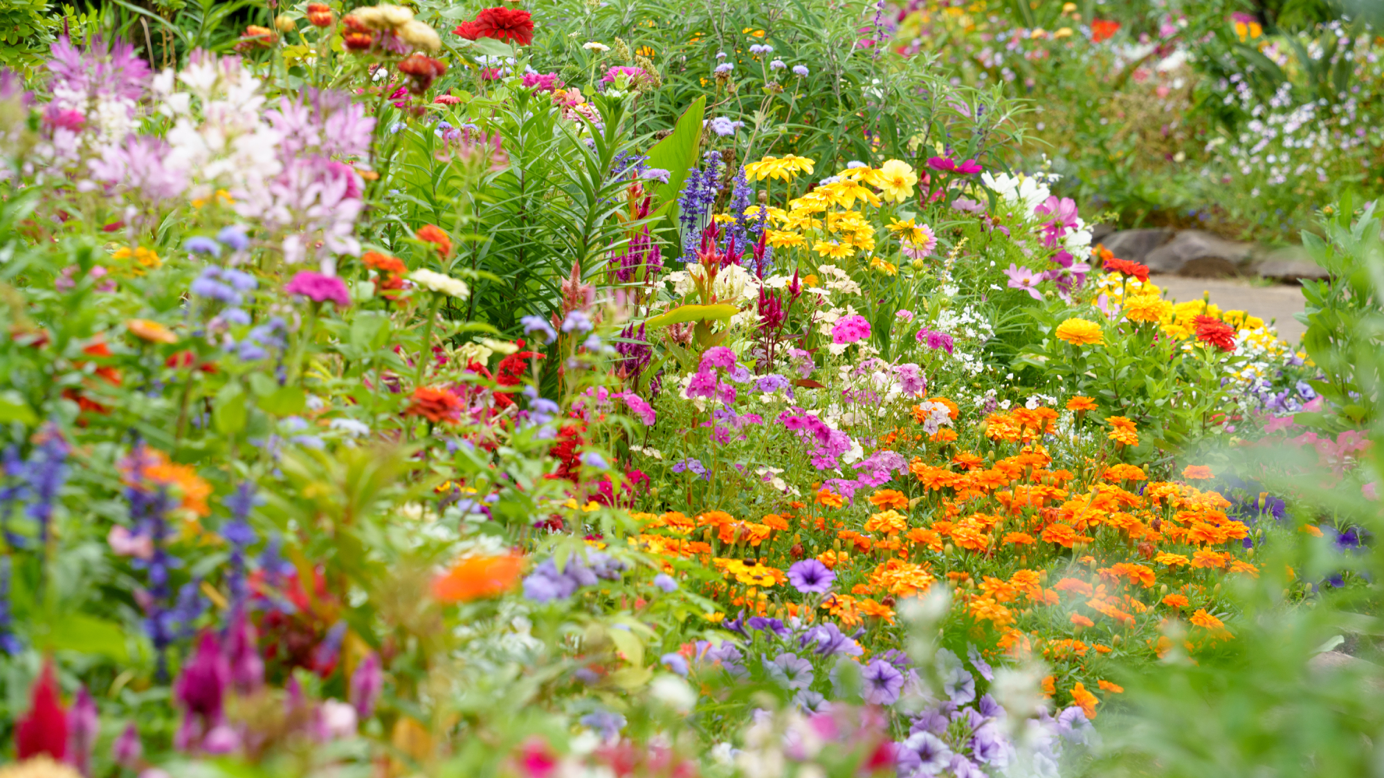 colorful flowers growing abundantly in a garden border