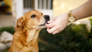 A hand feeding a dog a treat outside