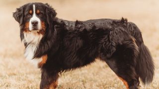 Bernese Mountain Dog