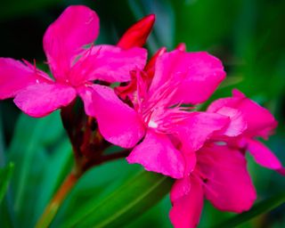 Pink oleander flowers (Nerium oleander)