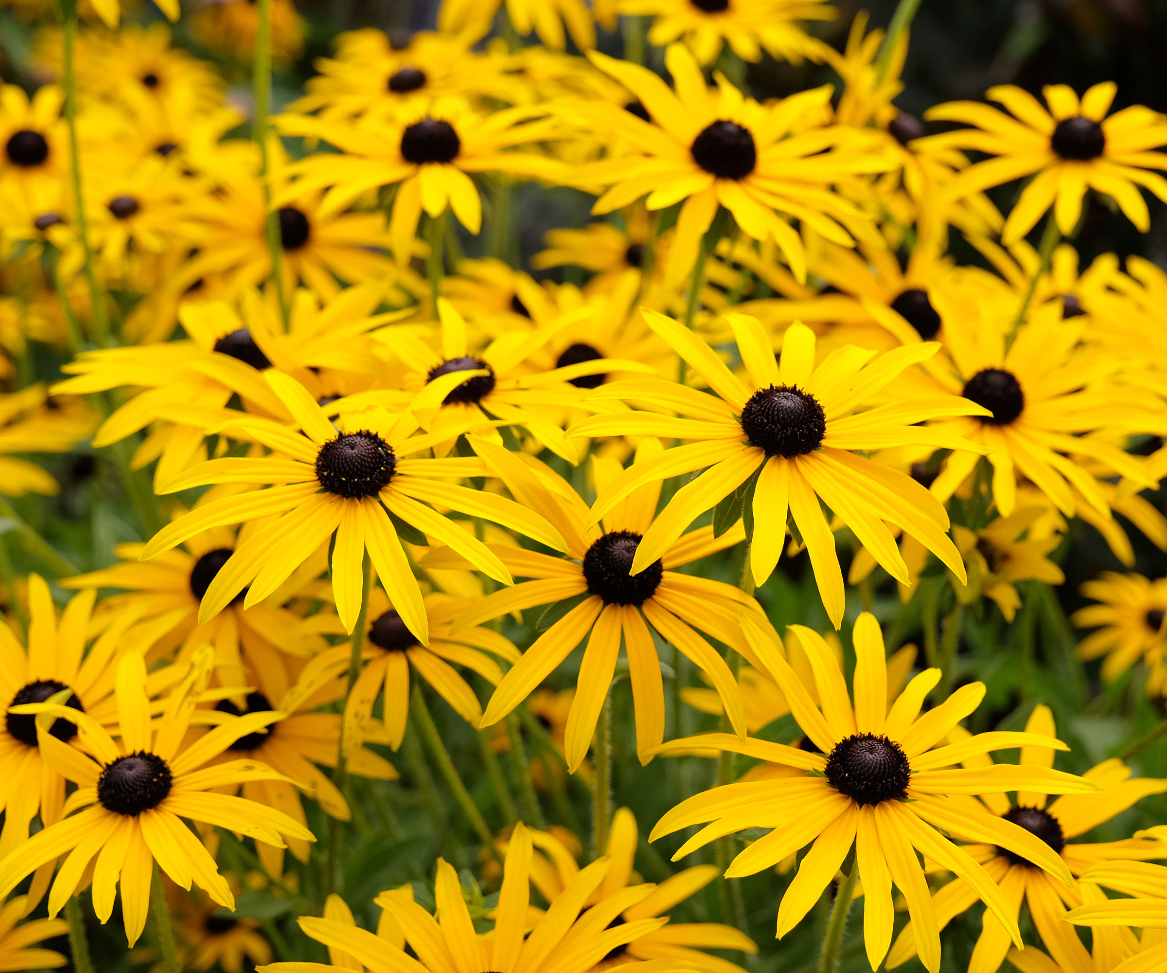 rudbeckia Goldsturm in mass planting