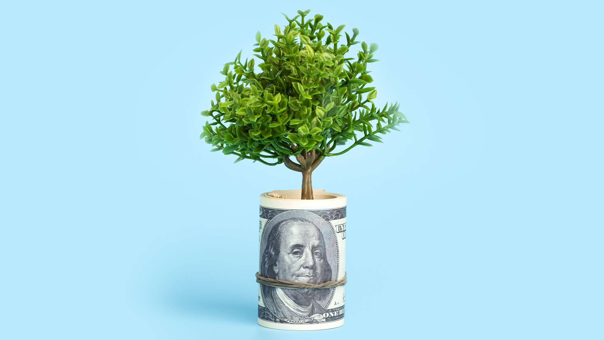 A tiny tree sprouts from a roll of cash.