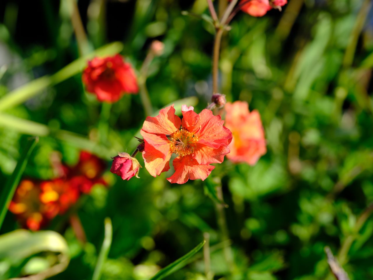 Fujifilm GF 120mm F4 Macro R LM OIS WR