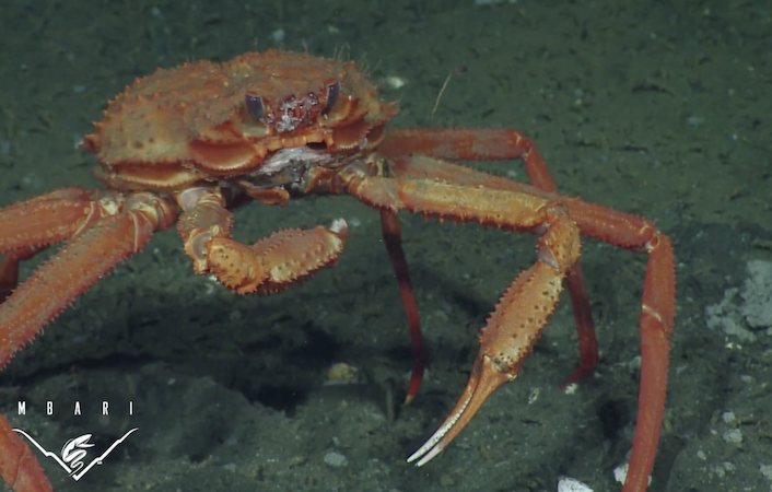 A deep sea crab pulls at methane hydrate frozen onto its mouth at a methane seep offshore of Vancouver Island, British Columbia.