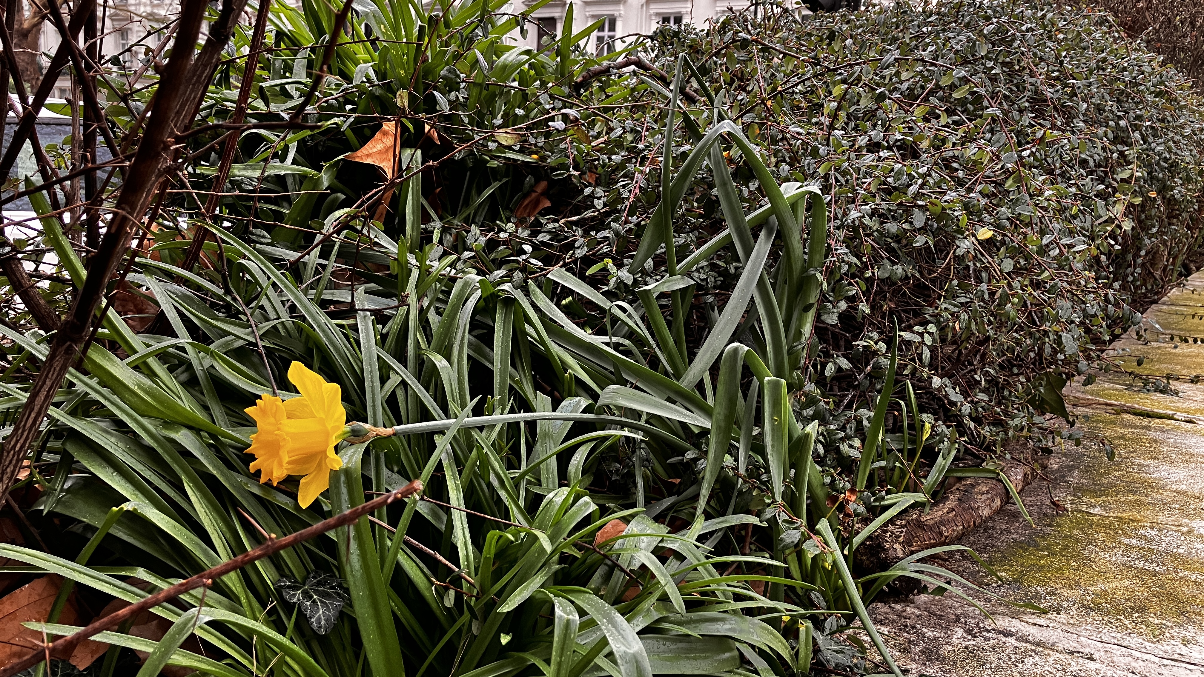 Photos of daffodils and bushes in a variety of filters