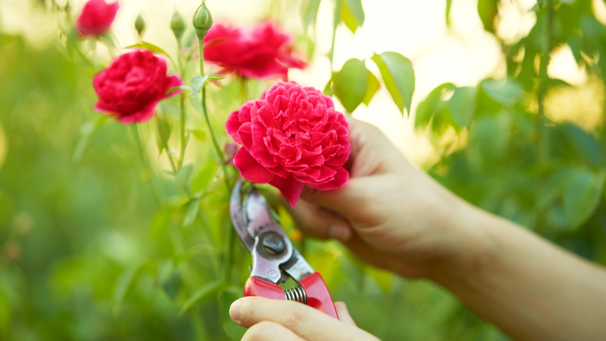 Pruning rose
