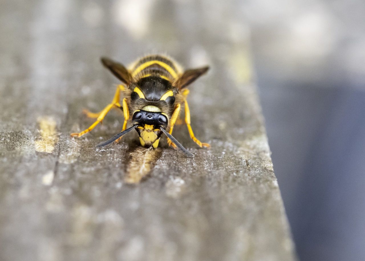 Reach for the phone or hang out the bunting? A wasp might be annoying, but it could do wonders for your garden.