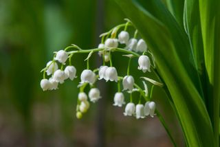 Lily Of The Valley Care: Growing Lily Of The Valley Flowers