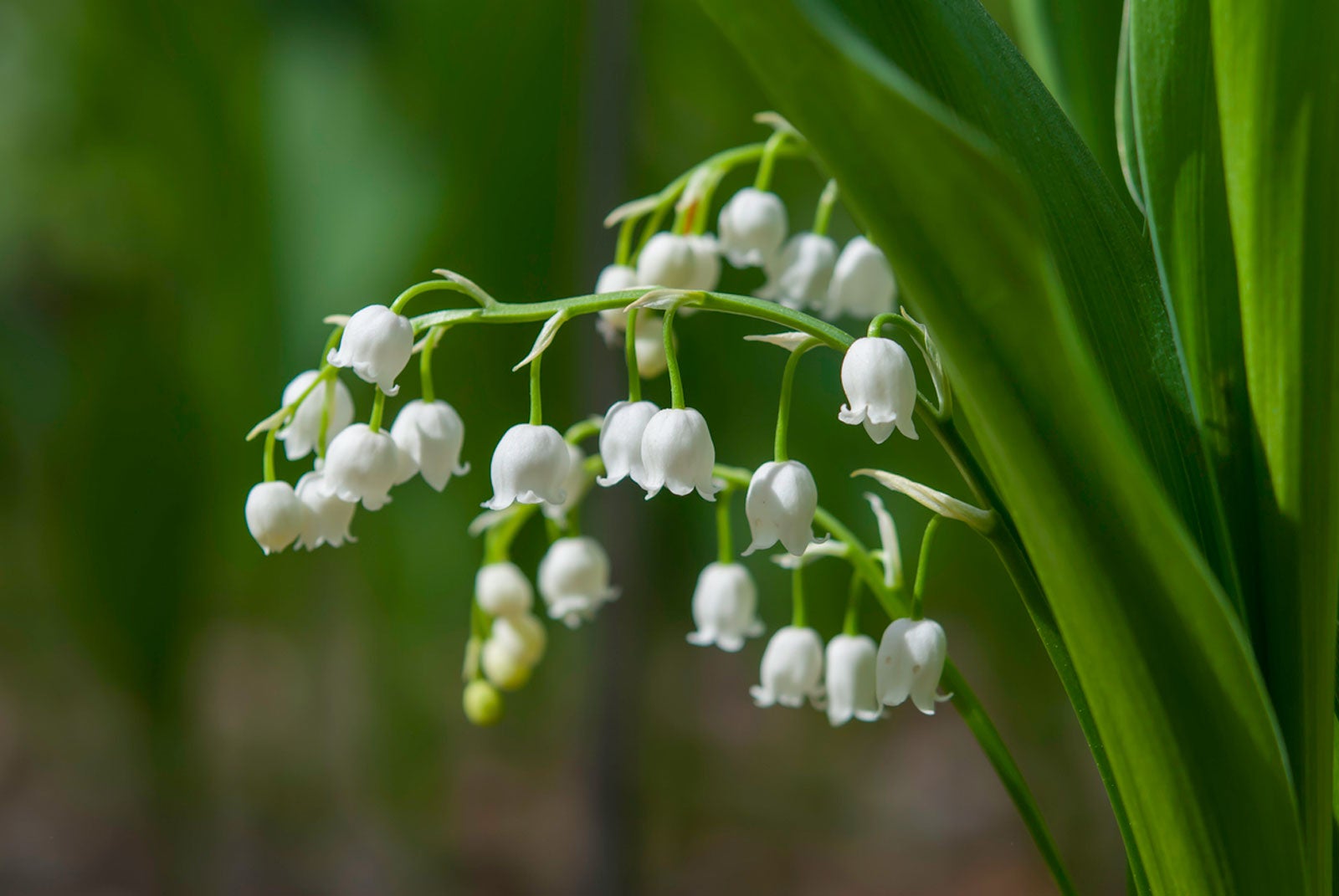 10 Plump Lily of the Valley Roots 