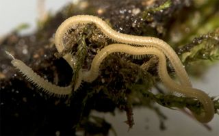 a white millipede with 750 legs.