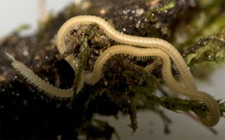 A rudimentary fused mouth with no known function is among the millipede's oddities, as are hairs on its back that produce a silklike product. "There was this huge amount of neat detail that we're just scraping the surface of," Marek said.