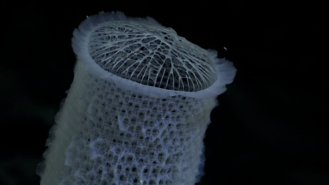 A close up of a sponge