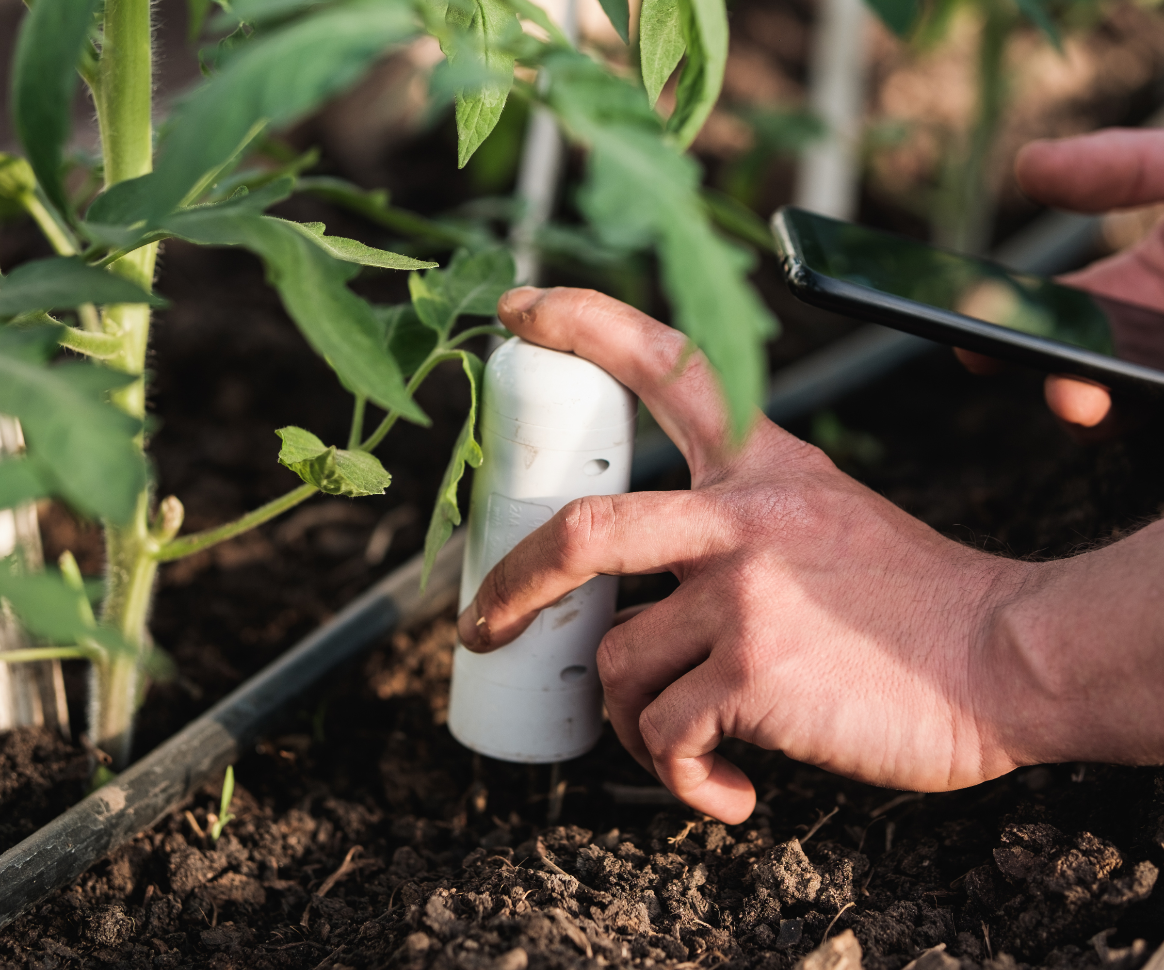 hand placing a soil sensor into soil
