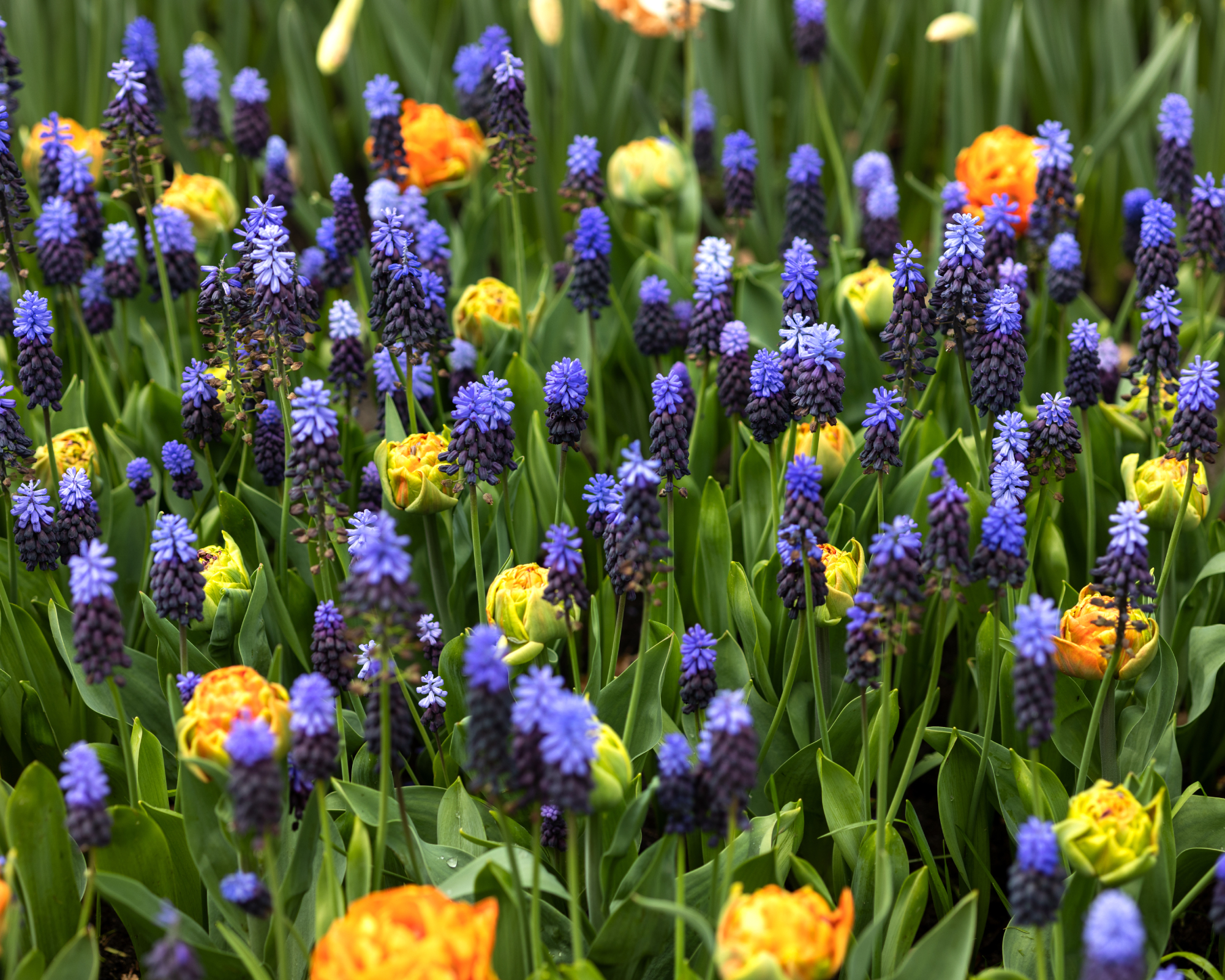 Purple blooming muscari with patches of yellow and red terry tulips, background