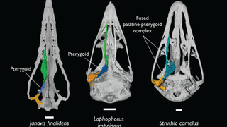 Palate of Janavis finalidens (left) in comparison with that of a pheasant (middle) and an ostrich (right). Though scientists long thought the earliest birds had ostrich-like palates, but Janavis' was more like a peasant.