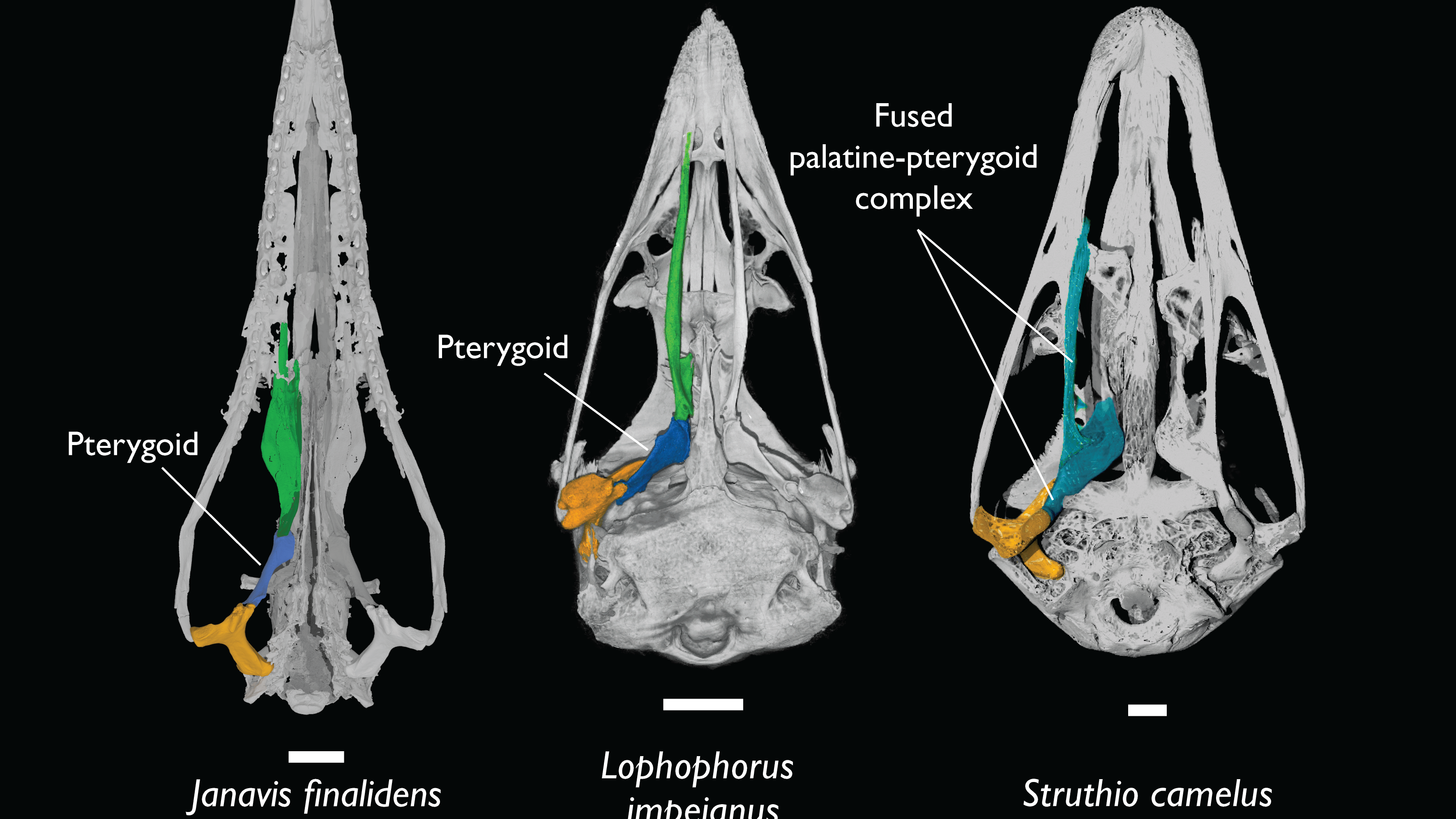 Un crâne étrangement moderne soulève de nouvelles questions sur l’évolution précoce des oiseaux