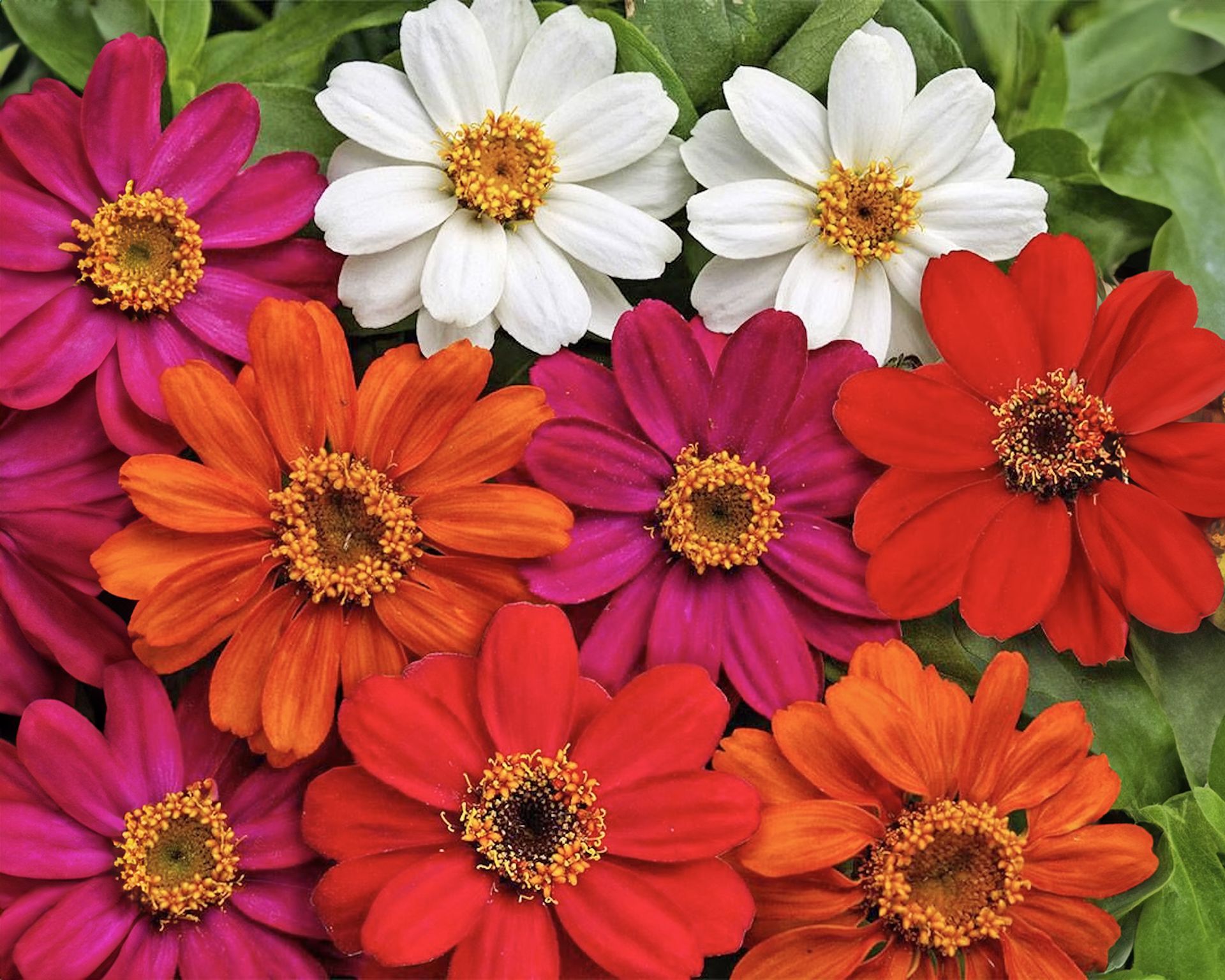 Zinnia Profusion mix flowers
