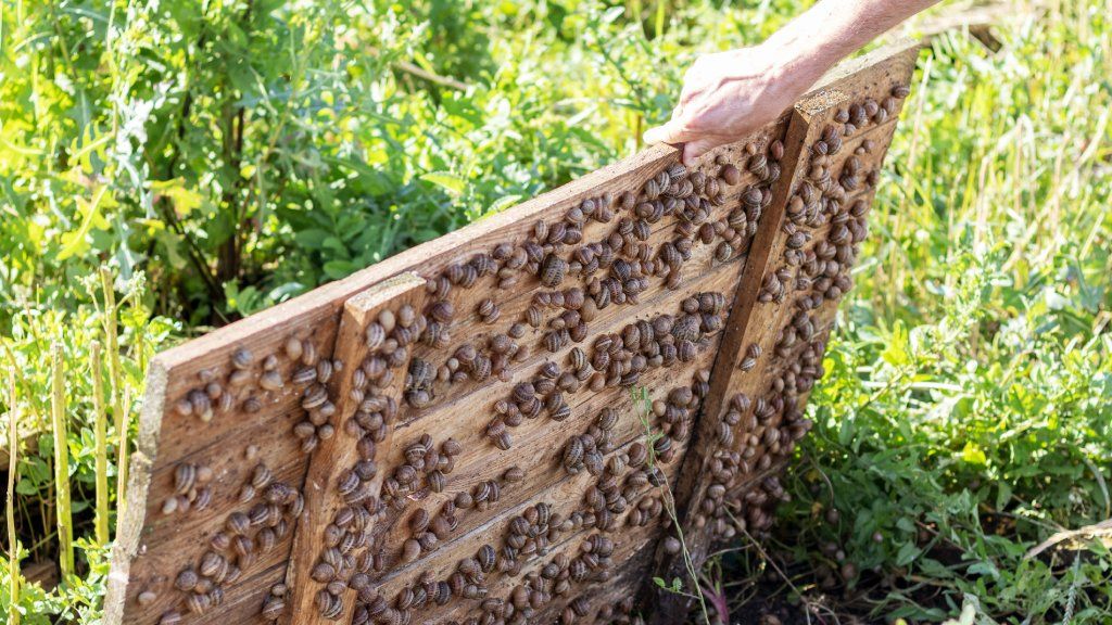 Snails covering a wooden panel