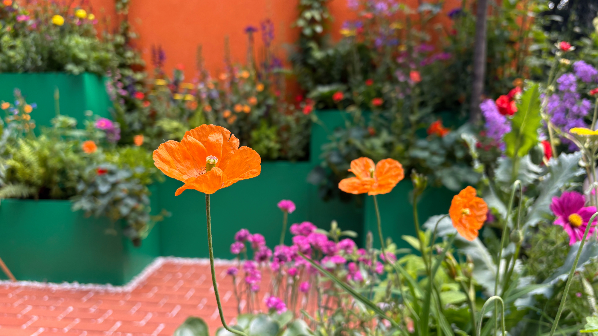 orange poppies growing at RHS Chelsea Flower Show