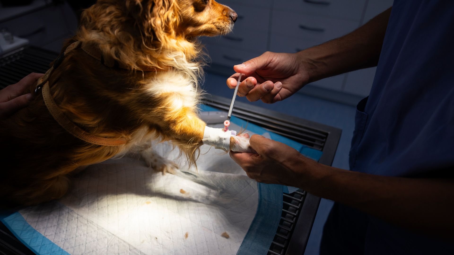 Vet giving injection to dog