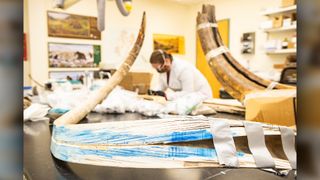 A view of a split mammoth tusk at the Alaska Stable Isotope Facility at the University of Alaska Fairbanks. Karen Spaleta, deputy director of the facility, prepares a piece of mammoth tusk for analysis in the background.