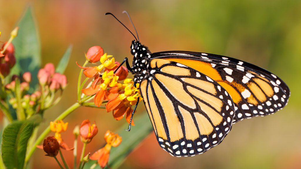 A monarch butterfly on a flower