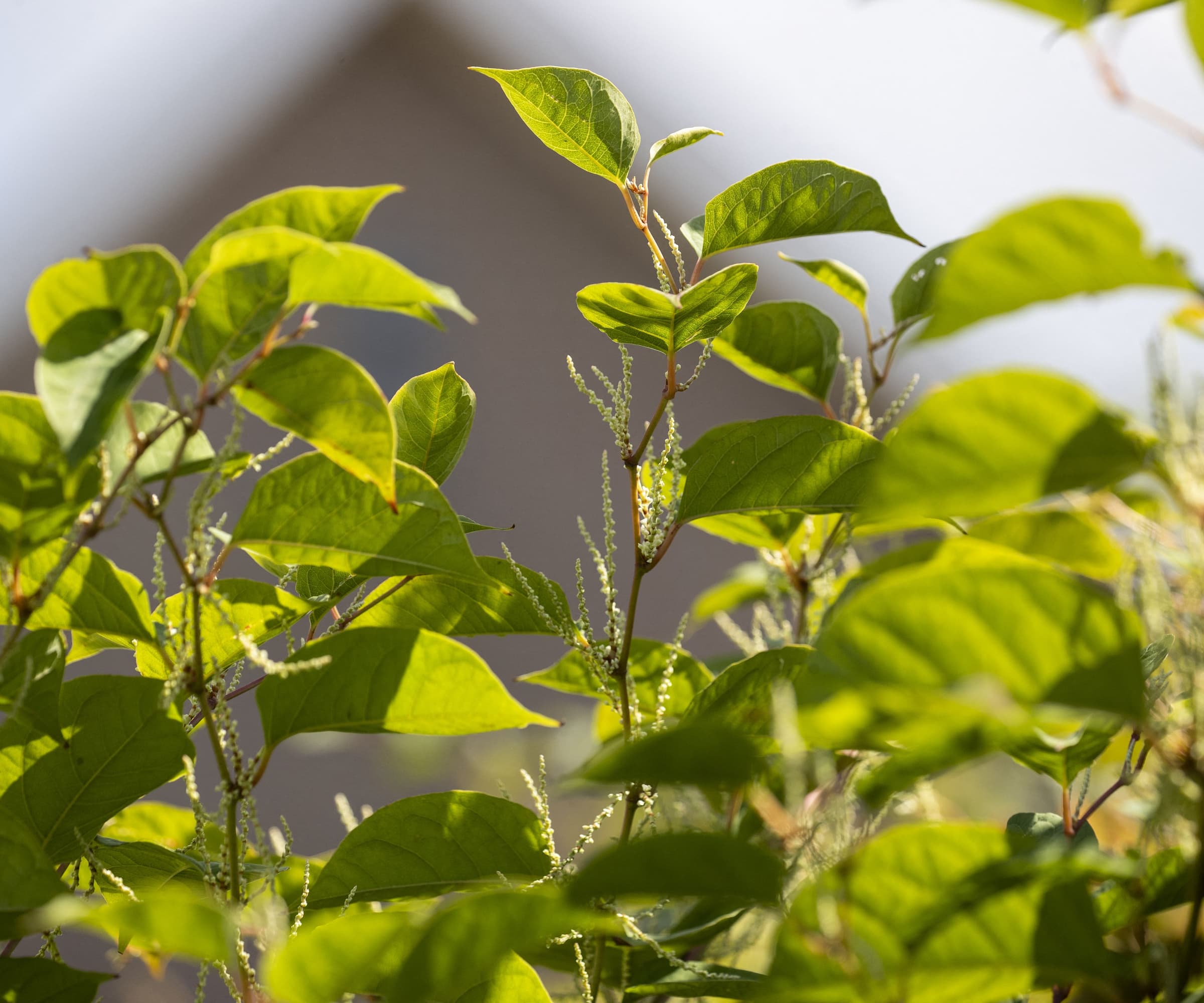 A Japanese knotweed plant